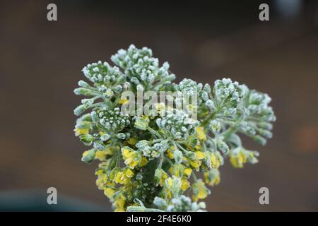 Broccoli in fiore coperto di cristalli di ghiaccio su una gelata mattina d'inverno Foto Stock