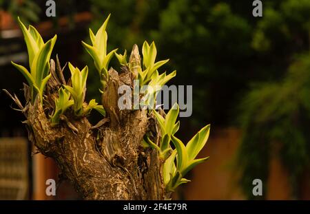 La pianta di Dracaena, è una pianta domestica ornamentale popolare, cresciuta sia all'interno che all'esterno in climi tropicali e subtropicali Foto Stock