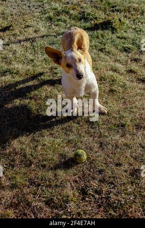 Un mix di corgi attende il suo proprietario per lanciare una palla da tennis che giace a terra davanti a lui. Foto Stock