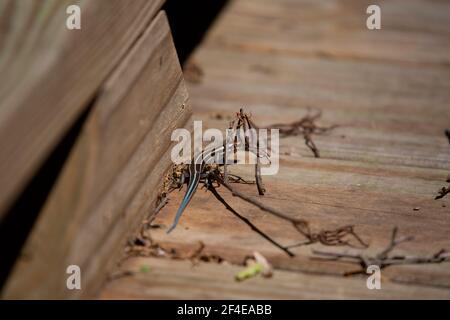 Skink giovanile a cinque foderati (Plestiodon fasciatus) su una passerella in legno Foto Stock