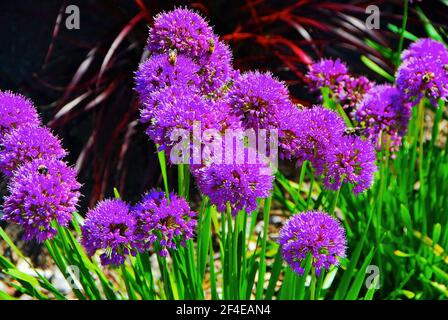 Un gruppo di violenti allium viola in fiore in primavera. Foto Stock