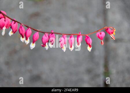 Un gambo di cuori di spurgo contro uno sfondo grigio, in Thunder Bay, Ontario, Canada. Foto Stock