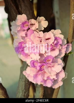 La vite dell'aglio ( Mansoos alliacea ) fiorisce su pianta dell'albero, petali viola e rosa dei fiori tropicali Foto Stock