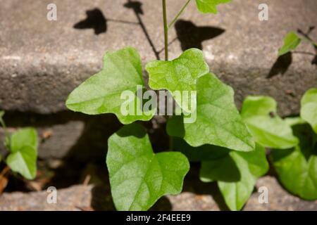 Foglie verdi che crescono da una profonda spaccatura nel cemento che si separa due livelli di passi Foto Stock