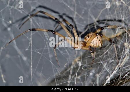 Brown Widow Spider (Latrodectus geometricus) nello spazio di copia della vista laterale del Web. Concetto di controllo dei parassiti naturali. Foto Stock