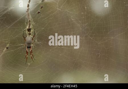 AUSTRALIAN GARDEN ORB WEAVER SPIDER SPINNINGS IT'S WEB, PERTH, AUSTRALIA OCCIDENTALE. Foto Stock