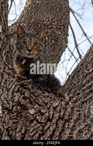 Primo piano vista ad angolo basso di un gatto tabby a righe grigie seduto su in un grande albero maturo, guardando il camerale Foto Stock