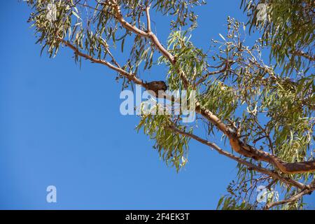 Un nido dell'australiano willie wagtail bird, rhipidura leucophrys, costruito di fango alto in un albero gengivale nel Queensland centrale contro un cielo blu. Foto Stock