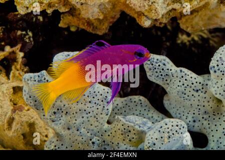 La grammatica reale (Gramma loreto), nota anche come fagotto delle fate, è una specie di pesce della famiglia Grammatidae Foto Stock