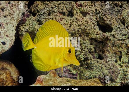 Il tang giallo (Zebrasoma flavescens) è una specie di pesci di acqua salata della famiglia degli Acanthuridae. È uno dei pesci marini più popolari dell'acquario. Foto Stock