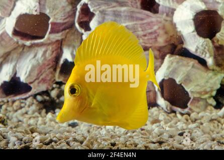 Il tang giallo (Zebrasoma flavescens) è una specie di pesci di acqua salata della famiglia degli Acanthuridae. È uno dei pesci marini più popolari dell'acquario. Foto Stock