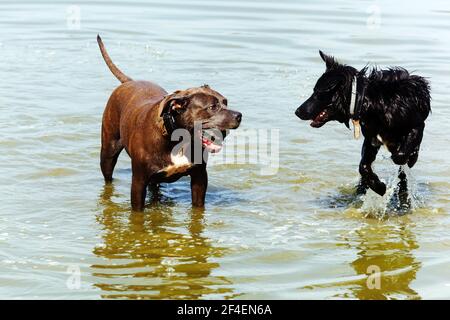 Due cani giocando in acqua Foto Stock