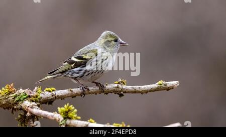 Erlenzeisig, gelb, ast, Europa, Italia, wild lebende tiere, baum, wild, tier, singvogel Foto Stock