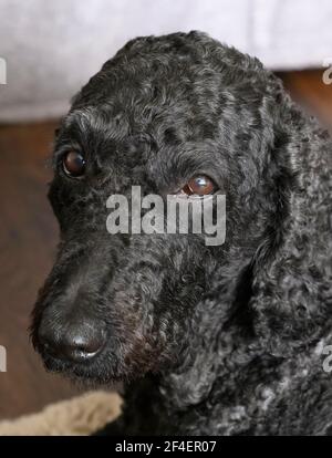 Bel cane Labradoodle nero dagli occhi marroni che guarda verso la fotocamera Foto Stock