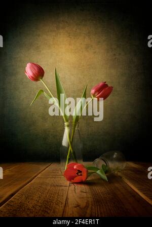 Bella immagine artistica di tre tulipani rossi appena tagliati, 2 in piedi in una bottiglia di vetro trasparente contro uno sfondo blu scuro, verde e 1 disteso piatto Foto Stock