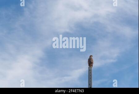 Carcará falco (Caracara plancus) arroccato su un palo di cemento e sullo sfondo il cielo blu. Specie di rapitore della famiglia dei falconidi. Abita Foto Stock