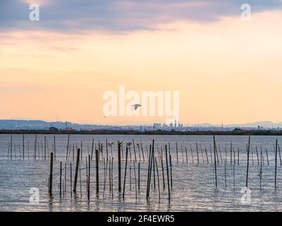 Un airone grigio vola sulle acque del parco naturale di Albufera de Valencia. Foto Stock