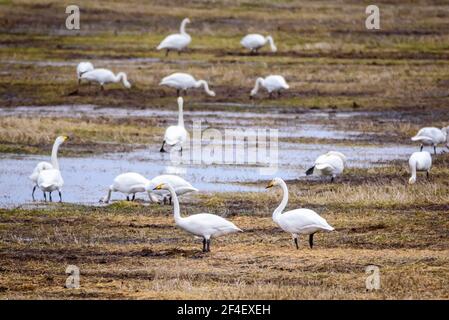 Foto con messa a fuoco selettiva. Uccelli di cigno di Whooper. Stagione primaverile. Foto Stock