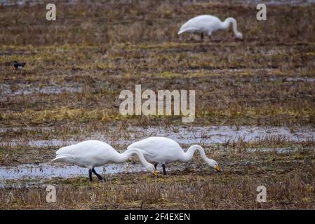 Foto con messa a fuoco selettiva. Uccelli di cigno di Whooper. Stagione primaverile. Foto Stock