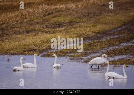 Foto con messa a fuoco selettiva. Uccelli di cigno di Whooper. Stagione primaverile. Foto Stock