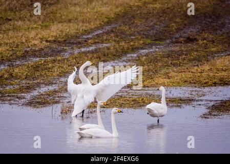 Foto con messa a fuoco selettiva. Uccelli di cigno di Whooper. Stagione primaverile. Foto Stock