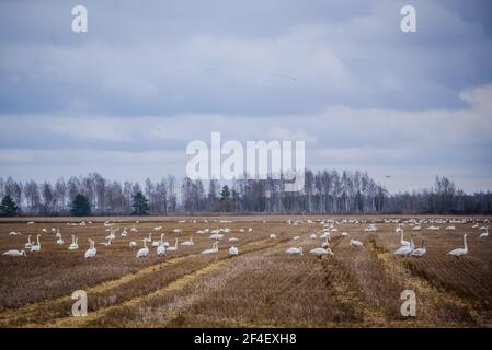 Foto con messa a fuoco selettiva. Uccelli di cigno di Whooper. Stagione primaverile. Foto Stock