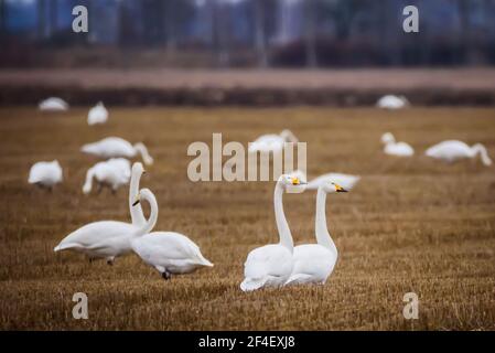 Foto con messa a fuoco selettiva. Uccelli di cigno di Whooper. Stagione primaverile. Foto Stock