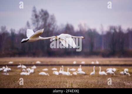Foto con messa a fuoco selettiva. Uccelli di cigno di Whooper. Stagione primaverile. Foto Stock