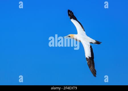 Una gannetta australiana, un grande abird con una caratteristica testa arancione, che vola in un cielo azzurro Foto Stock