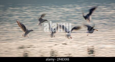 Immagine artistica con sfocatura del movimento Foto Stock