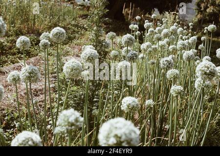 Allium scalogno cipolla aglio erba cipollina scalogno porro fiore crescente in campo giardino Foto Stock