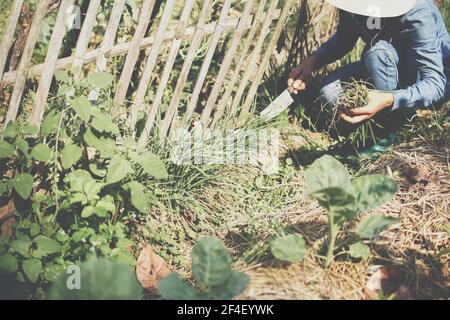 coltivatore che raccoglie erba cipollina vegetale da giardino fattoria Foto Stock