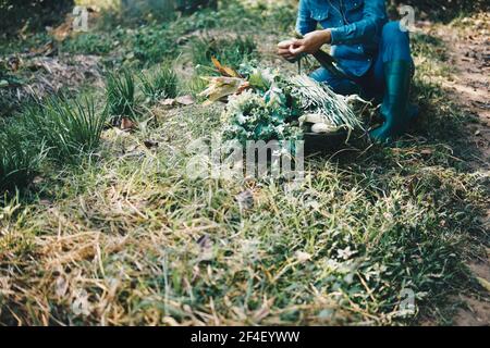 coltivatore che raccoglie erba cipollina vegetale da giardino fattoria Foto Stock