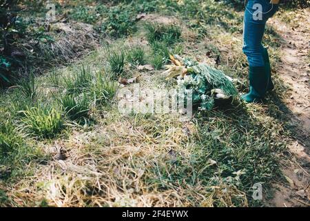 coltivatore che raccoglie erba cipollina vegetale da giardino fattoria Foto Stock