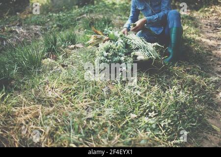 coltivatore che raccoglie erba cipollina vegetale da giardino fattoria Foto Stock