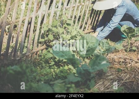 coltivatore che raccoglie erba cipollina vegetale da giardino fattoria Foto Stock