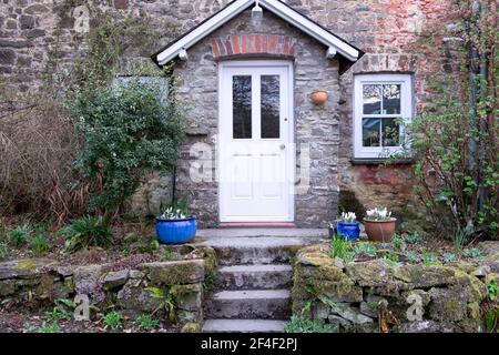 Vista esterna della porta anteriore bianca su cottage in pietra Primavera con crocus bianchi in vasi da giardino in ceramica blu Carmarthenshire GALLES REGNO UNITO KATHY DEWITT Foto Stock