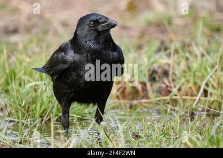 Corvo comune nero (corvus corax) in piedi in una piccola pozza d'acqua nell'erba. Foto Stock