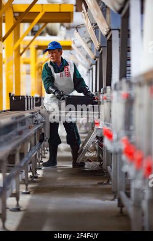 Taldykorgan, Kazakhstan - Giugno 06 2012: Impianto di riciclaggio degli accumulatori Kainar. Lavoratore asiatico riempire batteria di assedio di acido solforico. Foto Stock