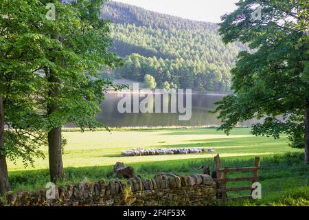 Pascolo di pecore vicino al bacino idrico di Derwent, Hope Valley, Derbyshire, Inghilterra Foto Stock