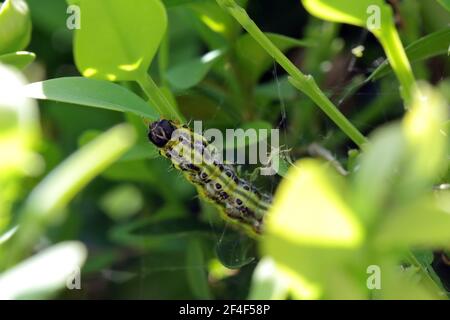 Cidalima perspectalis colonne nel giardino su scatola comune. I pilastri della caterpinning dell'albero della scatola distruggono rapidamente interi arbusti nei giardini. Foto Stock