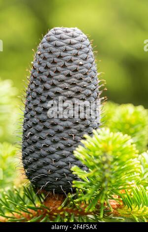 Cono di Abies delavayi (abete d'argento di Delavay) Foto Stock