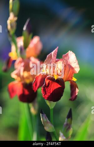 Bella iride fiori nel giardino al tramonto Foto Stock