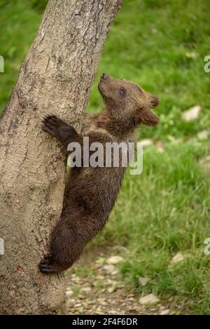 Orso bruno (Ursus arctos) nel parco zoologico di Aran (Valle di Aran, Catalogna, Pirenei, Spagna) ESP: Oso pardo del parque de animales Parco Aran Foto Stock