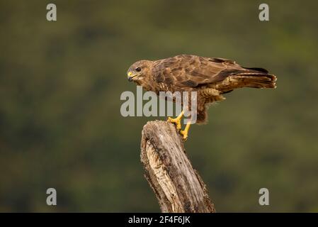 Buzzard comune (Buteo buteo) fotografata da una pelle di Photo Logistics a Montseny (Barcellona, Catalogna, Spagna) Foto Stock