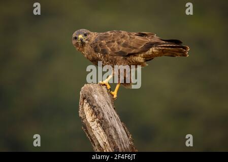 Buzzard comune (Buteo buteo) fotografata da una pelle di Photo Logistics a Montseny (Barcellona, Catalogna, Spagna) Foto Stock