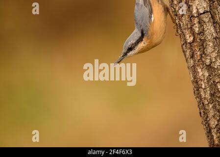 Nuthatch eurasiatico (Sitta europaea) fotografato da un nascondiglio di Photo Logistics a Montseny (Barcellona, Catalogna, Spagna) Foto Stock