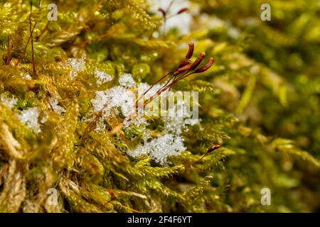 Macro primo piano di muschio innevato con capsule di semi in crescita la corteccia di un tronco di albero caduto Foto Stock