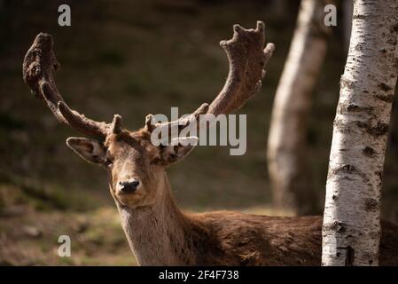 Daino (Dama dama) nel parco zoologico Molló Parc (Ripollès, Catalogna, Spagna, Pirenei) ESP: Gamo común en el parque de animales Molló Parc Foto Stock