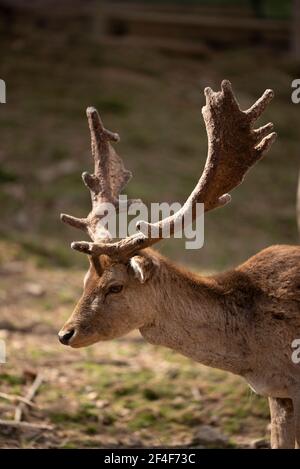 Daino (Dama dama) nel parco zoologico Molló Parc (Ripollès, Catalogna, Spagna, Pirenei) ESP: Gamo común en el parque de animales Molló Parc Foto Stock